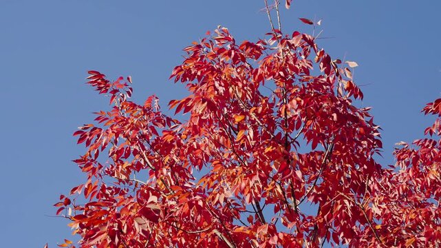 Autumn park scenery. Autumn leaves. Nature in fall season. Autumnal leaf. Seasonal leaves on tree. Natural autumn leaves. Autumn nature in the park. Fall season nature. Fall leaves of tree outdoor
