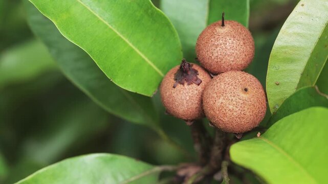 young sapodilla fruits ripening in a cluster on a branch surrounded by green leaves.	