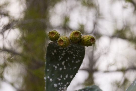 Close-up of green prickly pear opuntia cactus pad topped with ripening fruits and white cochineal scale insects, showing natural fruit growth and parasitic infestation on blurred outdoor background