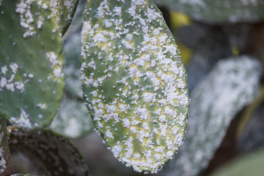 Close-up of green prickly pear opuntia cactus pad heavily covered with white waxy cochineal scale insects, natural source of carmine dye, showing plant pest infestation in outdoor agricultural garden