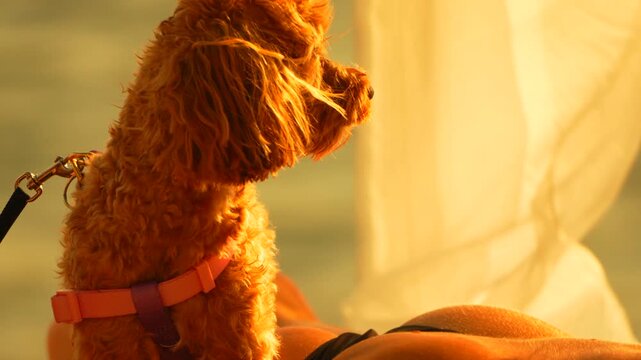 Dog poodle beach, adorable furry companion sitting calmly on person during golden hour