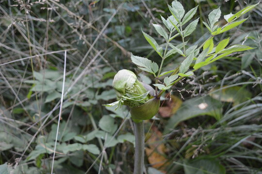 Wild angelica (Angelica sylvestris) plant featuring an opening flower sheath and fresh pinnate green leaves growing among tall wild grasses. Flower Bud and Foliage