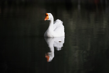 White goose on water close up representing an eco farming, poultry livestock, and organic nature concept. © alan