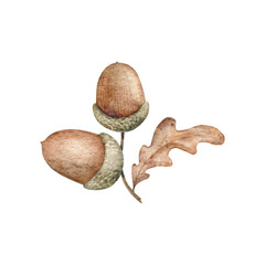 Autumn oak leaves and acorns. Watercolor hand drawn fall illustration. Dry autumn leaf and nut. Aquarelle clipart element for greeting cards, stickers, web design and printable. Transparent background © Daryartsy