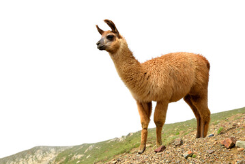 Fototapeta premium Llama isolated on a transparent PNG background.
