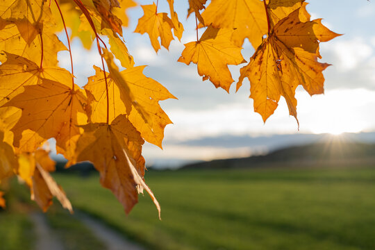 herbstlicher Ahorn