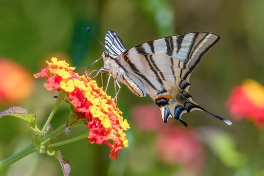 Scarce swallowtail