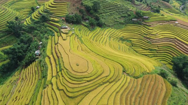 Cinematic drone pan of the surreal, untouched golden rice terraces in Lao Chai near Mu Cang Chai, Vietnam.