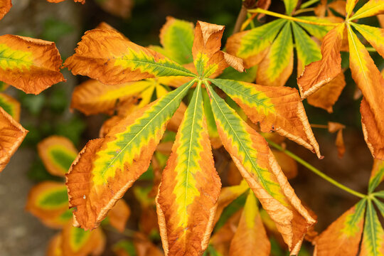 Leaf changing colour in autumn. Fall season. Autumn leaves. Autumnal vibes. 
