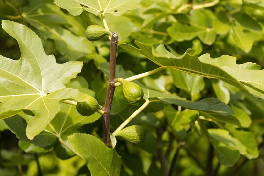 unripe fruit from a fig tree, unripe figs, green fig leaves, fruit ripening on the tree, ripening Ficus carica