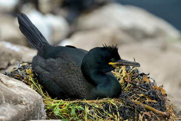 Cormoran huppé, © JAG IMAGES