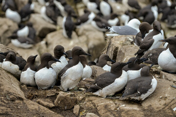 Guillemot de Troïl, © JAG IMAGES