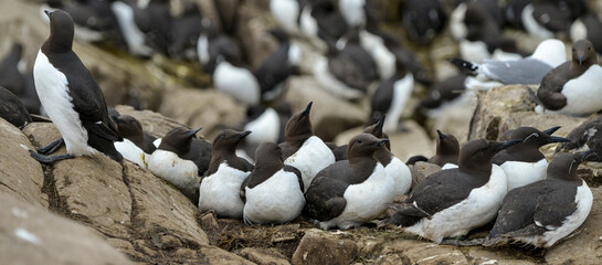 Guillemot de Troïl, © JAG IMAGES