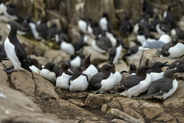 Guillemot de Troïl, © JAG IMAGES