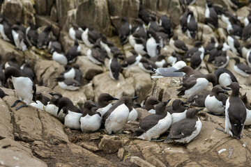 Guillemot de Troïl, © JAG IMAGES