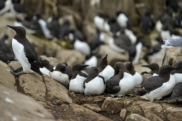 Guillemot de Troïl, © JAG IMAGES