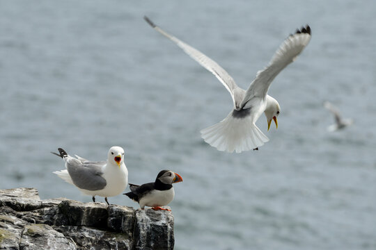 Pingouin torda, Macareux moine, Mouette tridactyle