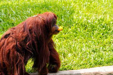 Funny Bornean orangutan Pongo pygmaeus walking with yellow flower in mouth and green leaf on head like hat, standing on concrete with green grass background, cute behavior © Damasus