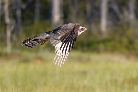 northern goshawk