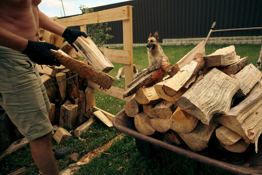 Man loading split firewood into wheelbarrow for winter heating preparation and country house yard work concept