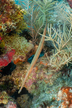 Nature and Wildlife: Slender Trumpetfish Swimming Near Sea Plume Coral on Reef in Key Largo, Florida