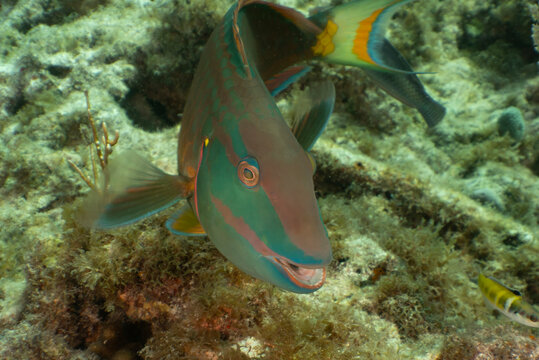 Nature and Wildlife: Male Stoplight Parrotfish Terminal Phase Swimming Over Coral Reef Bed in Key Largo, Florida
