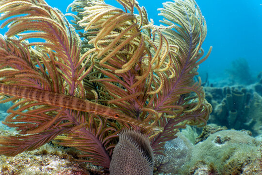Nature and Wildlife: Slender Trumpetfish Swimming Near Sea Plume Coral on Reef in Key Largo, Florida