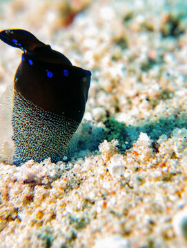 Blue-Spotted Headshield Slug (Chelidonura livida) at Ras Mohamed, Red Sea