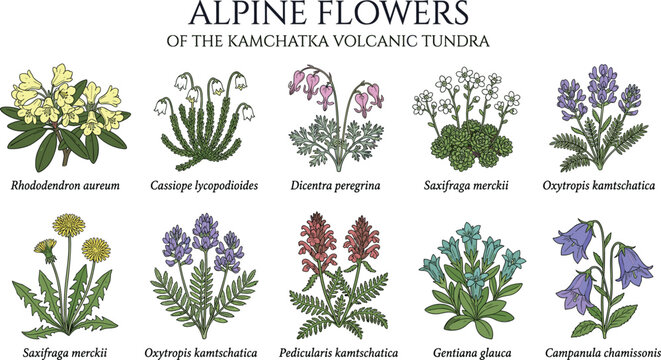 Alpine flowers kamchatka volcanic tundra rhododendron aureum cassiope lycopodioides dicentra peregrina saxifraga merckii chart