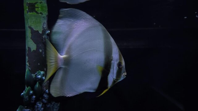 A beautiful batfish swimming beside a submerged structure in a dark aquarium environment.