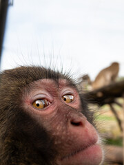 Close-up portrait of a funny monkey looking up curious © fotomaster