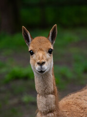 Fototapeta premium Close-up portrait of a cute vicuna looking at camera