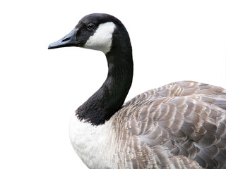 Canada goose portrait isolated on a white background © fotomaster