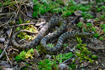 Fototapeta premium Vipernatter // Viperine water snake (Natrix maura) - Embalse del Ebro