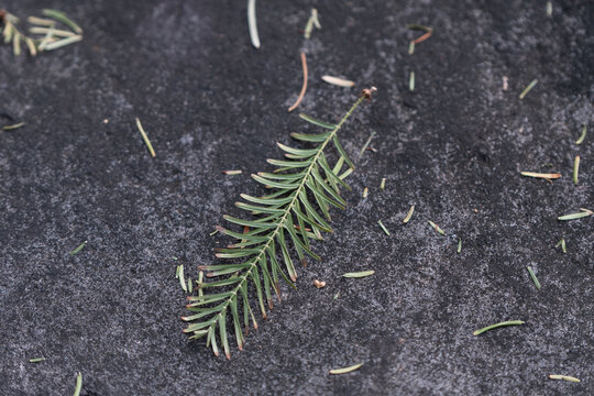 Close up of fallen fir tree needle leaf on dark asphalt background in autumn