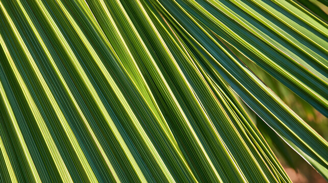 Close up of green palm frond with sunlight