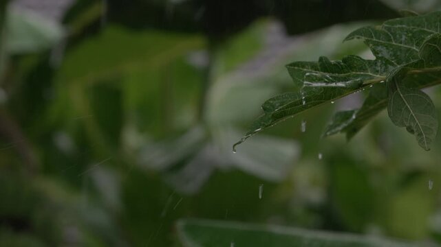Heavy Rain Falling on Green Plant Leaves in Tropical Garden During Monsoon Season