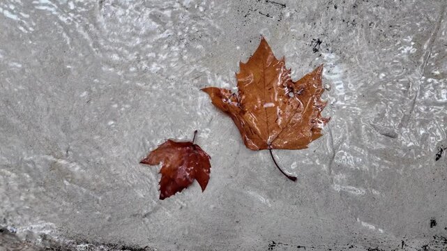 Wet plane tree leaves in the water. Water pours onto the autumn leaves. Horizontal footage with autumn leaves.