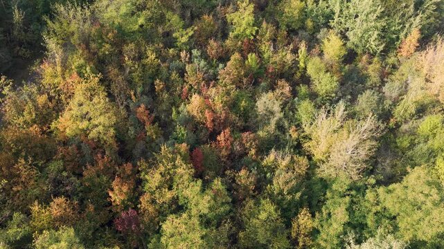 Das Laub der B&auml;ume wird langsam bunt im Herbst