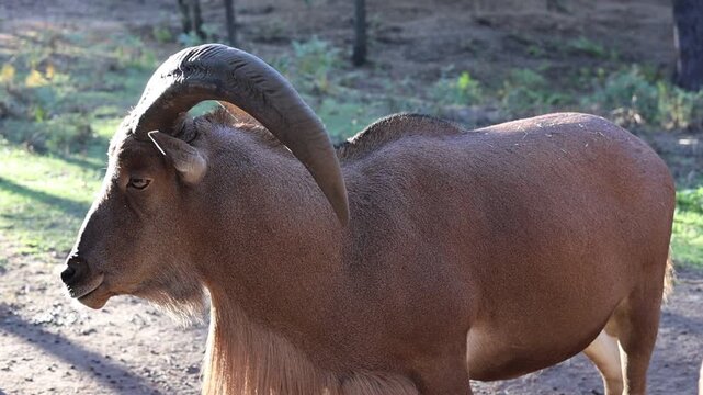 Barbary sheep (Ammotragus lervia) with large horns in forest setting