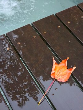 Single vibrant red autumn maple leaf lying on a wet wooden deck surface with water and reflection on a crisp fall day