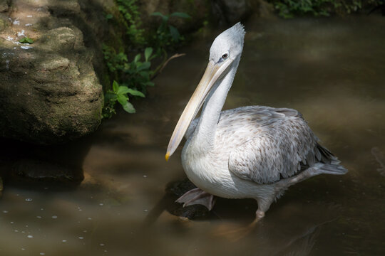 The pink-backed pelican (Pelecanus rufescens) standing on a pond