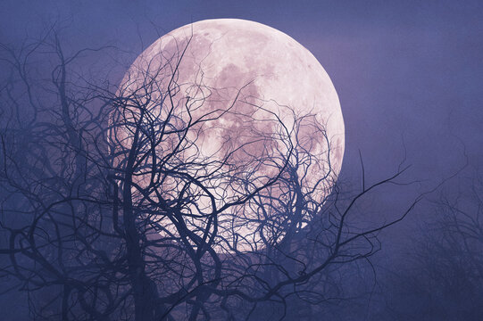 Eerie full moon rising behind bare silhouetted tree branches in foggy night sky. Spooky Halloween background atmosphere with purple twilight glow, mystical forest landscape, and dark nature context.