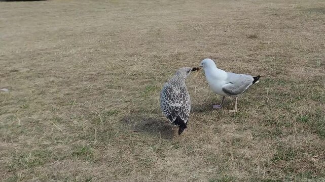 Juvenile speckled gull aggressively begging food from adult white seagull on dry coastal grass. Avian parental care and juvenile animal behavior.