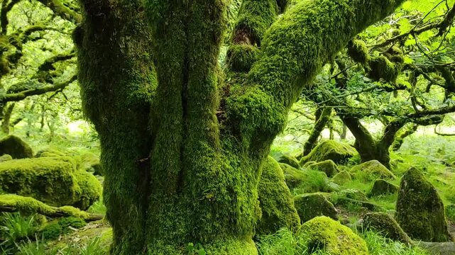 Ancient temperate rainforest canopy with thick vibrant green moss covering gnarly tree trunks. Mythical woodland and primordial forest ecology.