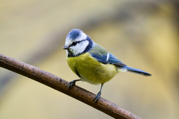 great tit parus major © smirs