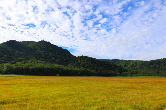 Golden grass of Ozegahara Marshland under a beautiful autumn sky with cirrocumulus clouds, Japan