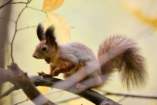 squirrel on a tree