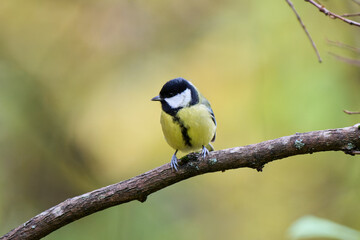 great tit parus major © smirs