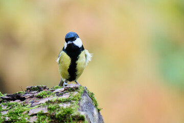 great tit parus major © smirs